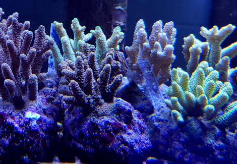 Acropora Millepora Xs