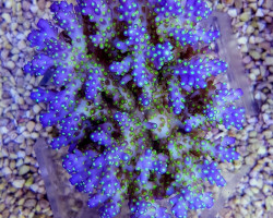 Acropora Nana (A Grade) Xs