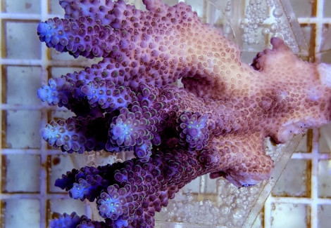 Acropora Nasuta (A Grade) L