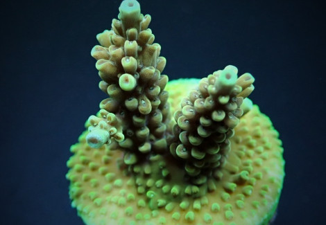 Acropora Nasuta (Frag) M