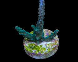 Acropora Parilis (Frag) M