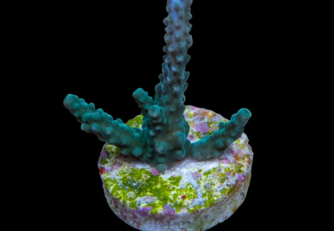 Acropora Parilis (Frag) M