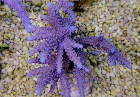 Acropora Parilis M