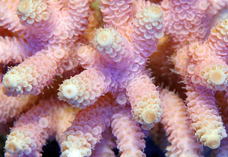 Acropora Prostata (Red/Pink) M