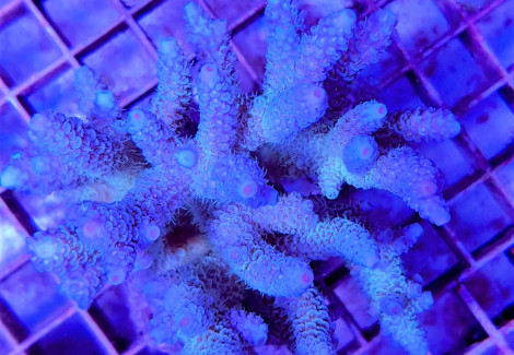 Acropora Prostata Blue M