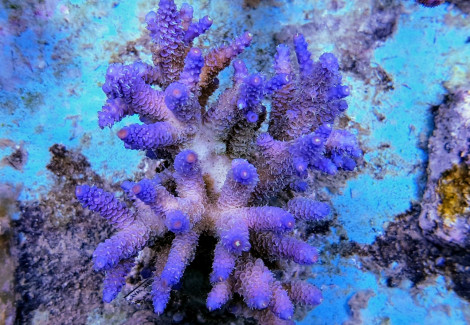 Acropora Prostata Rainbow M