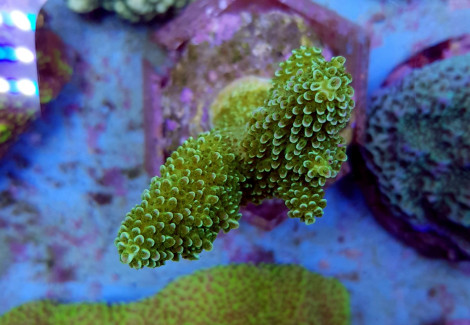 Acropora Robusta M