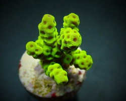 Acropora Sarmentosa (Frag) M