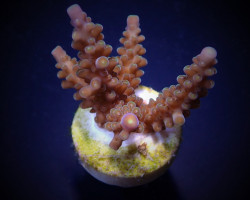 Acropora Secale (Frag) M