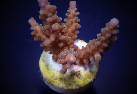 Acropora Secale (Frag) M