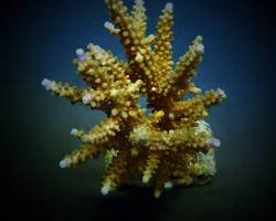 Acropora Secale M