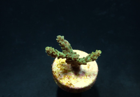 Acropora Selago (Frag) M