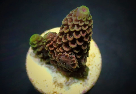 Acropora Spathulata (Frag) M