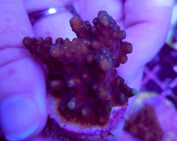 Acropora Spp. (Grade A) (Frag) M