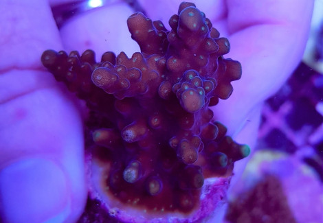 Acropora Spp. (Grade A) (Frag) M