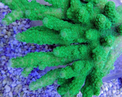 Acropora Spp. (Green) Grade A L