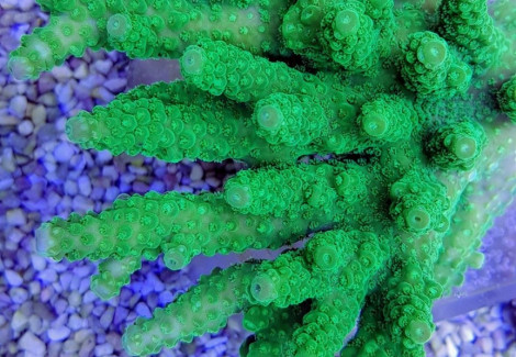 Acropora Spp. (Green) Grade A L