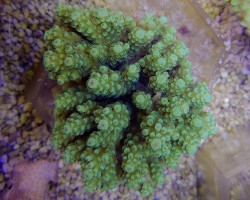 Acropora Spp. (Green) Ml