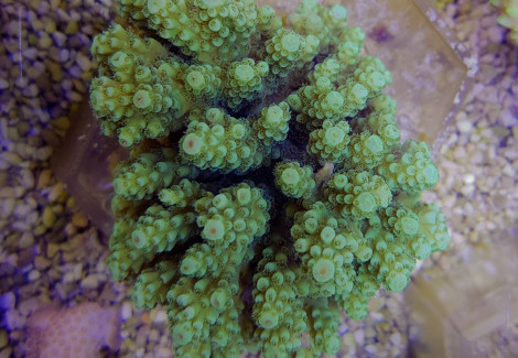 Acropora Spp. (Green) Ml