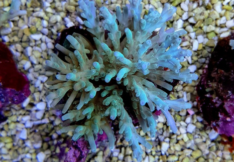 Acropora Spp. (Maricultured Indonesia) L