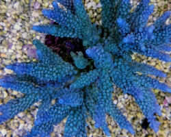 Acropora Spp. (Maricultured Indonesia) M