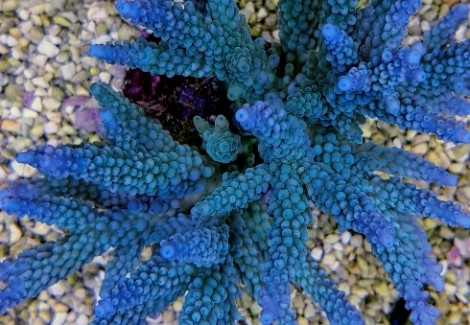 Acropora Spp. (Maricultured Indonesia) M