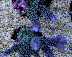 Acropora Spp. (Maricultured Indonesia) Ml