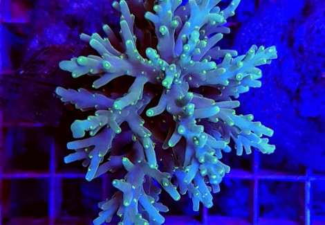 Acropora Spp. (Maricultured Indonesia) S