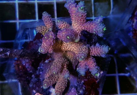 Acropora Spp. (Maricultured Indonesia) Ultra Grade Ml