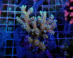 Acropora Spp. (Maricultured Indonesia) Ultra Grade S