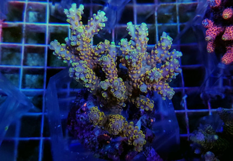 Acropora Spp. (Maricultured Indonesia) Ultra Grade S