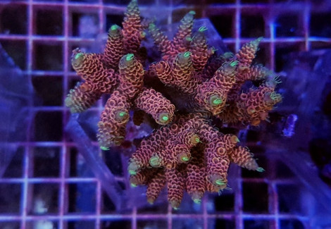 Acropora Spp. (Maricultured Indonesia) Ultra Grade Xs