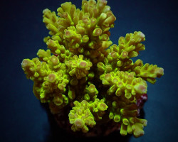 Acropora Spp. (Maricultured) (Premium) M