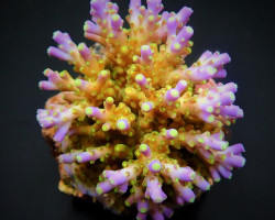 Acropora Spp. (Maricultured) (Ultra) Ml