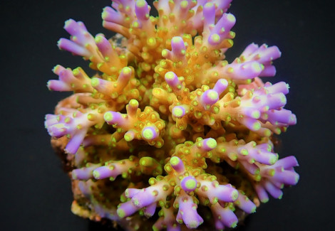 Acropora Spp. (Maricultured) (Ultra) Ml