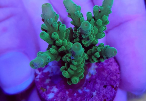 Acropora Spp. (Ultra) (Frag) M