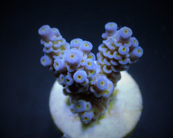 Acropora Tenuis (Frag) M