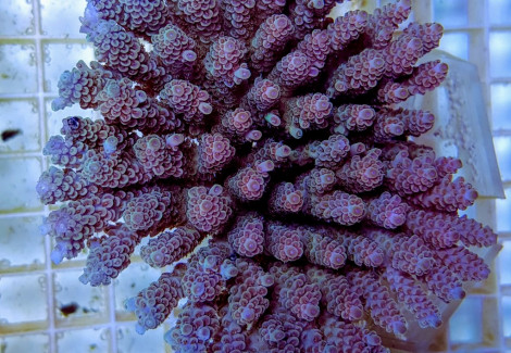 Acropora Tenuis Rainbow (A Grade) L