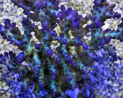 Acropora Valida (A Grade) L