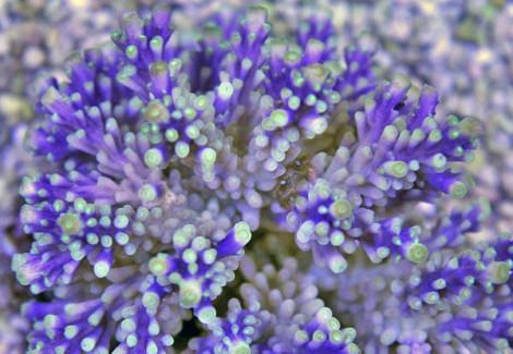 Acropora Valida M