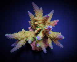 Acropora Valida S