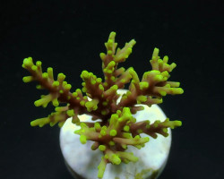 Acropora Walindii (Frag) M