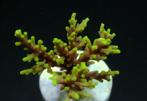 Acropora Walindii (Frag) M