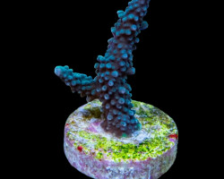 Acropora Yongei (Frag) M