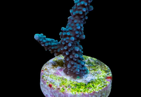 Acropora Yongei (Frag) M