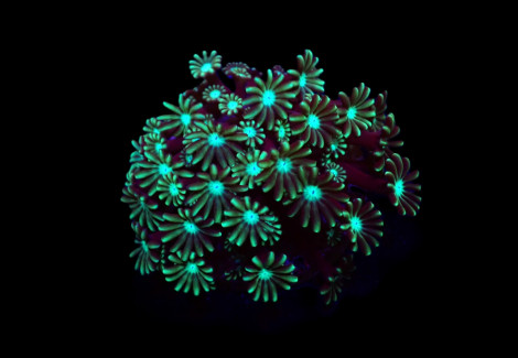 Alveopora Spp. (Green) (Frag) M