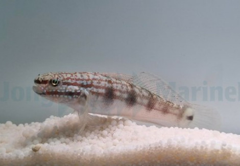 Amblygobius Buanensis - Allevato Europa M