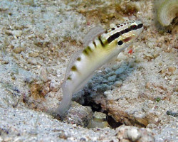 Amblygobius Bynoensis M