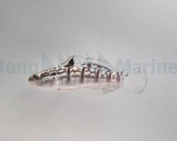 Amblygobius Phalaena - Allevato Europa M