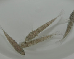 Amblygobius Phalaena M